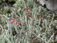 Cladonia floerkeana 15, Rode heidelucifer, Saxifraga-Willem van Kruijsbergen