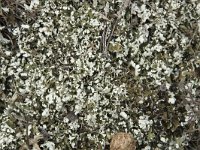 Cladonia foliacea 11, Zomersneeuw, Saxifraga-Willem van Kruijsbergen