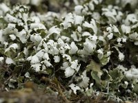 Cladonia foliacea 3, Zomersneeuw, Saxifraga-Willem van Kruijsbergen