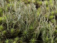 Cladonia furcata 3, Gevorkt heidestaartje, Saxifraga-Willem van Kruijsbergen