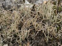 Cladonia furcata 4, Gevorkt heidestaartje, Saxifraga-Willem van Kruijsbergen