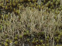 Cladonia furcata 6, Gevorkt heidestaartje, Saxifraga-Willem van Kruijsbergen