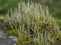 Cladonia gracilis 2, Girafje, Saxifraga-Willem van Kruijsbergen