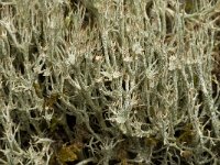 Cladonia gracilis 3, Girafje, Saxifraga-Willem van Kruijsbergen