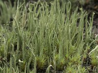 Cladonia gracilis 6, Girafje, Saxifraga-Willem van Kruijsbergen