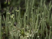 Cladonia gracilis 7, Girafje, Saxifraga-Willem van Kruijsbergen