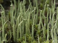 Cladonia gracilis 8, Girafje, Saxifraga-Willem van Kruijsbergen