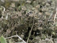 Cladonia grayi 12, Bruin bekermos, Saxifraga-Willem van Kruijsbergen