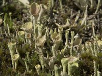 Cladonia grayi 13, Bruin bekermos, Saxifraga-Willem van Kruijsbergen