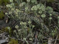 Cladonia grayi 18, Bruin bekermos, Saxifraga-Willem van Kruijsbergen