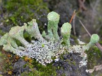 Cladonia grayi 23, Bruin bekermos, Saxifraga-Tom Heijnen