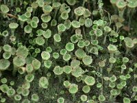 Cladonia grayi 24, Bruin bekermos, Saxifraga-Tom Heijnen