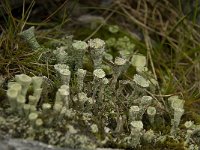 Cladonia merochlorophaea 3, Saxifraga-Willem van Kruijsbergen