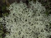 Cladonia portentosa 12, Open rendiermos, Saxifraga-Willem van Kruijsbergen