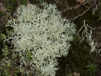 Cladonia portentosa 14, Open rendiermos, Saxifraga-Willem van Kruijsbergen