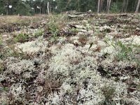 Cladonia portentosa 15, Open rendiermos, Saxifraga-Willem van Kruijsbergen