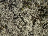 Cladonia portentosa 6, Open rendiermos, Saxifraga-Jan van der Straaten