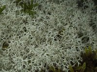 Cladonia portentosa 7, Open rendiermos, Saxifraga-Willem van kruijsbergen