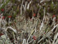 Cladonia ramulosa 17, Rafelig bekermos, Saxifraga-Willem van Kruijsbergen