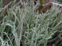 Cladonia scabriuscula 2, Ruw heidestaartje, Saxifraga-Rutger Barendse