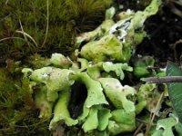 Cladonia strepsilis 2, Hamerblaadje, Saxifraga-Rutger Barendse