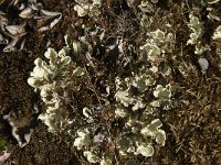 Cladonia symphycarpia 2, Kalkblaadje, Saxifraga-Jan van der Straaten