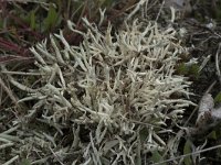 Cladonia uncialis 7, Varkenspootje, Saxifraga-Willem van Kruijsbergen