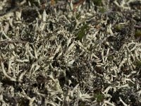 Cladonia uncialis 8, Varkenspootje, Saxifraga-Willem van Kruijsbergen