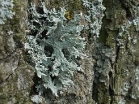 Evernia prunastri 01, Eikenmos, AHB  Evernia prunastri; Oakmoss; Eikenmos Hardenberg-Heemse op 31 maart 2018 Validatie Zie: https://waarneming.nl/waarneming/view/150175918