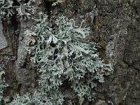 Evernia prunastri 02, Eikenmos, AHB  Evernia prunastri; Oakmoss; Eikenmos Hardenberg-Heemse op 31 maart 2018 Validatie Zie: https://waarneming.nl/waarneming/view/150175888