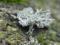 Evernia prunastri 19, Eikenmos, Saxifraga-Tom Heijnen