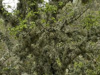 Evernia prunastri 9, Eikenmos, Saxifraga-Willem van Kruijsbergen