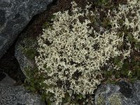 Flavocetraria nivalis 14, Bleekgeel boerenkoolmos, Saxifraga-Jan van der Straaten