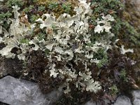 Flavocetraria nivalis 7, Bleekgeel boerenkoolmos, Saxifraga-Willem van Kruijsbergen