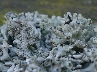 Hypogymnia physodes 04, Gewoon Schorsmos, AHB  Gewoon Schorsmos - Hypogymnia physodes Springendaal op 15 april 2018 Validatie Koen Verhoogt Zie: https://waarneming.nl/waarneming/view/154705883