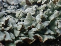 Hypogymnia physodes 02, Gewoon Schorsmos, AHB  Gewoon Schorsmos - Hypogymnia physodes Springendaal op 15 april 2018 Validatie Koen Verhoogt Zie: https://waarneming.nl/waarneming/view/154705883