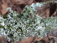 Lichen Hypogymnia physodes on dead branch  Lichen Hypogymnia physodes on dead branch : lichen, lichens, Hypogymnia physodes, hypogymnia, dead branch, grey, gray, nature, natural, outside, outdoos, no people, nobody, fall, autumn, autumnal, winter, wintertime