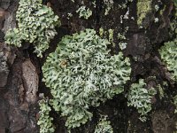 Hypogymnia tubulosa 7, Witkopschorsmos, Saxifraga-Jan van der Straaten