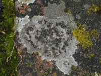 Lecanora campestris #11327 : Lecanora campestris, Kastanjebruine schotelkorst