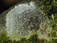 Lecanora campestris #11329 : Lecanora campestris, Kastanjebruine schotelkorst