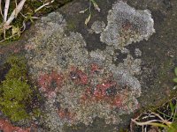 Lecanora campestris #11344 : Lecanora campestris, Kastanjebruine schotelkorst