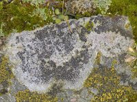 Lecanora campestris #11341 : Lecanora campestris, Kastanjebruine schotelkorst