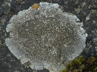 Lecanora campestris 14, Kastanjebruine schotelkorst, Saxifraga-Willem van Kruijsbergen