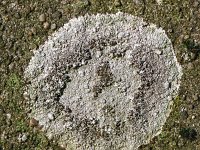 Lecanora campestris : Lecanora campestris, Kastanjebruine schotelkorst