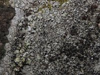 Lecanora campestris 8, Kastanjebruine schotelkorst, Saxifraga-Rutger Barendse