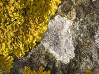 Oranje dooiermos en Witte schotelkorst  Granite rock with close up of a.o. the lichen Lecanora chlarotera (white), Streefkerk, South-Holland, Netherlands : apothecium, basalt stone, color, colorful, colour, colourful, Dutch, Holland, horizontal, Lecanora chlarotera, lichen, Netherlands, thallus, Xanthoria calcicola, yellow orange