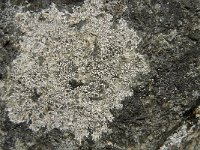 Lecanora chlarotera 2, Witte schotelkorst, Saxifraga-Jan van der Straaten