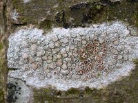 Lecanora chlarotera 05, Witte Schotelkorst, AHB  Witte Schotelkorst - Lecanora chlarotera Hardenberg-Heemse op 14 maart 2018 Validatie Koen Verhoogt Zie: https://waarneming.nl/waarneming/view/149500822