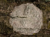 Lecanora chlarotera 02, Witte schotelkorst, AHB  Lecanora chlarotera, Witte schotelkors Hardenberg op 20 februari 2018 Validatie  Zie: https://waarneming.nl/foto/view/15960017