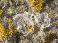 Oranje dooiermos en Witte schotelkorst  Granite rock with close up of a.o. the lichen Lecanora chlarotera (white), Streefkerk, South-Holland, Netherlands : apothecium, basalt stone, color, colorful, colour, colourful, Dutch, Holland, horizontal, Lecanora chlarotera, lichen, Netherlands, thallus, Xanthoria calcicola, yellow orange